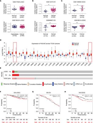 Distinct Roles of m5C RNA Methyltransferase NSUN2 in Major Gynecologic Cancers